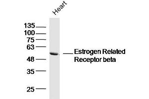 Mouse heart lysates probed with Estrogen Related Receptor beta Polyclonal Antibody, Unconjugated  at 1:300 dilution and 4˚C overnight incubation.