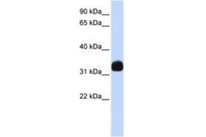 Image no. 1 for anti-Mediator Complex Subunit 27 (MED27) (AA 180-229) antibody (ABIN6742404) (MED27 anticorps  (AA 180-229))