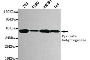 Western blot detection of pyruvate dehydrogenase (lipoamide) alpha 1 in 293,1299,mEsc and Tc1 cell lysates using pyruvate dehydrogenase (lipoamide) alpha 1 mouse mAb (1:1000 diluted). (PDHA1 anticorps)