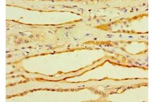 Immunohistochemistry of paraffin-embedded human kidney tissue using ABIN7148384 at dilution of 1:100 (Adipsin anticorps  (AA 26-253))