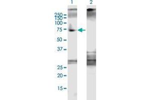 Western Blot analysis of DDX5 expression in transfected 293T cell line by DDX5 MaxPab polyclonal antibody.