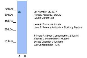 Host: Rabbit  Target Name: SOX10  Sample Tissue: Jurkat cell lysatesLane A:  Primary Antibody Lane B:  Primary Antibody + Blocking Peptide Primary Antibody Concentration: 2.