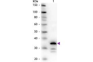 Western Blot of Rabbit Anti-Carboxypeptidase B antibody. (CPB1 anticorps)