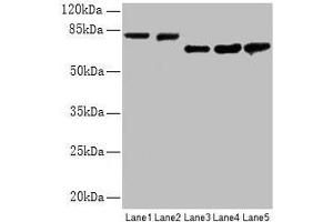 Western blot All lanes: APP antibody at 2. (APP anticorps  (AA 18-270))