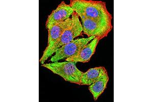 Immunofluorescence analysis of Hela cells using CHRNB4 mouse mAb (green).