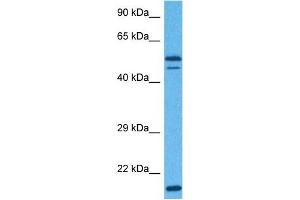 Host:  Rabbit  Target Name:  EIF3E  Sample Tissue:  Human Hela Whole Cell  Antibody Dilution:  1ug/ml (EIF3E anticorps  (Middle Region))