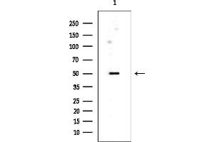 Western blot analysis of lysates from Rat testis, using TBX22 Mouse Monoclonal Antibody at 1/1000 dilution.