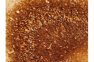 ABIN6259715 and ABIN6273029 at 1/100 staining Mouse colon tissue by IHC-P.