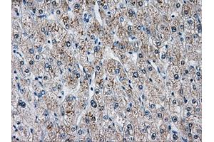 Immunohistochemistry (IHC) image for anti-Aldo-Keto Reductase Family 1, Member A1 (Aldehyde Reductase) (AKR1A1) antibody (ABIN1496543) (AKR1A1 anticorps)