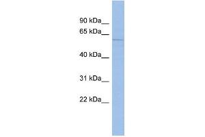 WB Suggested Anti-MCOLN3 Antibody Titration:  0. (Mucolipin 3 anticorps  (Middle Region))