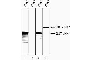 Western blot analysis of bacterial lysates expressing human JNK1 or JNK2 GST fusion proteins. (JNK1/2 anticorps)