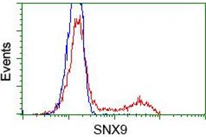 Image no. 1 for anti-Sorting Nexin 9 (SNX9) antibody (ABIN1501045)