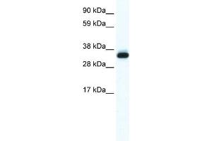 Annexin A5 antibody used at 0. (Annexin V anticorps  (N-Term))