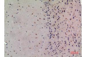 Immunohistochemistry (IHC) analysis of paraffin-embedded Mouse Brain, antibody was diluted at 1:100.