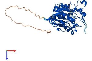AlphaFold protein structure predicition of Human Recombinant NIT1 Protein, UniprotID Q86X76