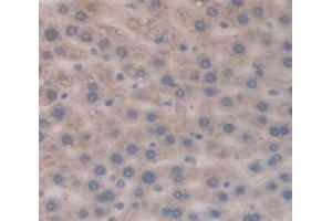 IHC-P analysis of Rat Tissue, with DAB staining. (TCL1A anticorps  (AA 6-112))