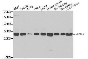 Western blot analysis of extracts of various cell lines, using RPS4X antibody. (RPS4X anticorps  (AA 66-263))