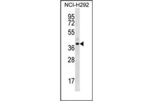 Western blot analysis of OR5I1 Antibody (C-term) in NCI-H292 cell line lysates (35ug/lane). (OR5I1 anticorps  (C-Term))