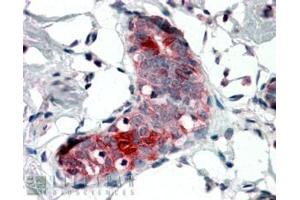 ABIN238535 (4µg/ml) staining of paraffin embedded Human Breast. (Mammaglobin A anticorps  (Internal Region))