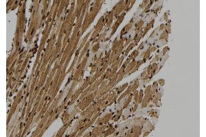 ABIN6273325 at 1/100 staining Mouse heart tissue by IHC-P. (SUGT1 anticorps  (C-Term))