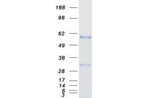 Validation with Western Blot (ESRRG Protein (Transcript Variant 1) (Myc-DYKDDDDK Tag))