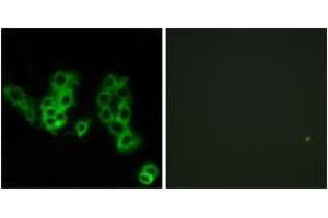 Immunofluorescence (IF) image for anti-Opsin 3 (OPN3) (AA 161-210) antibody (ABIN2890771) (OPN3 anticorps  (AA 161-210))
