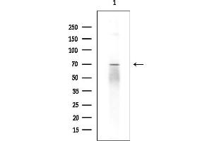anti-Anaphase Promoting Complex Subunit 5 (ANAPC5) (Internal Region) antibody