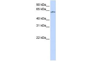 Western Blotting (WB) image for anti-Neuronal PAS Domain Protein 1 (NPAS1) antibody (ABIN2457973) (NPAS1 anticorps)