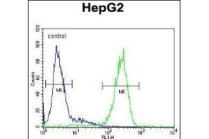 SERPINH1 Antibody (C-term) (ABIN391547 and ABIN2841496) flow cytometric analysis of HepG2 cells (right histogram) compared to a negative control cell (left histogram). (SERPINH1 anticorps  (C-Term))