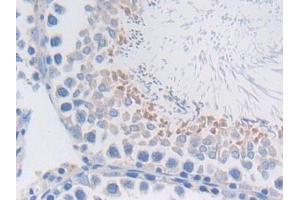 Detection of MFGE8 in Rat Testis Tissue using Polyclonal Antibody to Milk Fat Globule EGF Factor 8 (MFGE8) (MFGE8 anticorps  (AA 73-421))