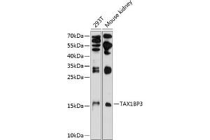 Western blot analysis of extracts of various cell lines, using TBP3 antibody (ABIN6132715, ABIN6148871, ABIN6148872 and ABIN6224780) at 1:1000 dilution. (TAX1BP3 anticorps  (AA 1-124))