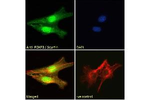 (ABIN185239) Immunofluorescence analysis of paraformaldehyde fixed NIH3T3 cells, permeabilized with 0.