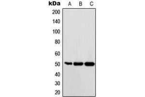 Western blot analysis of c-Maf expression in Ramos (A), HUVEC (B), HeLa (C) whole cell lysates. (MAF anticorps  (C-Term))