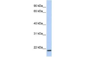 Western Blotting (WB) image for anti-Transmembrane Protein 35 (TMEM35) antibody (ABIN2459318) (TMEM35 anticorps)