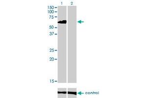 Western blot analysis of EIF4G3 over-expressed 293 cell line, cotransfected with EIF4G3 Validated Chimera RNAi (Lane 2) or non-transfected control (Lane 1). (EIF4G3 anticorps  (AA 1-515))