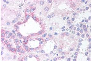Human Renal Tubular Epithelium (formalin-fixed, paraffin-embedded) stained with NOXO1 antibody ABIN297330 at 10 ug/ml followed by biotinylated anti-goat IgG secondary antibody ABIN481715, alkaline phosphatase-streptavidin and chromogen. (NOXO1 anticorps  (AA 363-376))