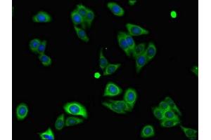 Immunofluorescent analysis of HepG2 cells using ABIN7160827 at dilution of 1:100 and Alexa Fluor 488-congugated AffiniPure Goat Anti-Rabbit IgG(H+L)
