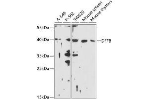 Western blot analysis of extracts of various cell lines, using DFFB antibody (ABIN6130028, ABIN6139552, ABIN6139553 and ABIN6214240) at 1:1000 dilution. (DFFB anticorps  (AA 109-338))