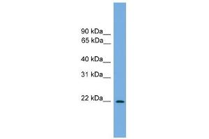WB Suggested Anti-Jundm2 Antibody Titration:  0.