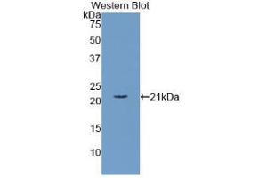 Western blot analysis of the recombinant protein. (APOC3 anticorps  (AA 21-99))