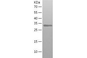 Western Blotting (WB) image for Fructose-1,6-Bisphosphatase 2 (FBP2) (AA 1-339) protein (His tag) (ABIN7123009) (FBP2 Protein (AA 1-339) (His tag))