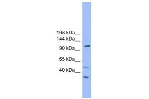 Western Blot showing STARD8 antibody used at a concentration of 1. (STARD8 anticorps  (N-Term))