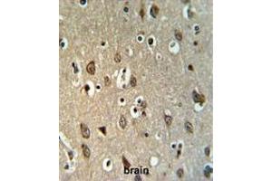 UPK1B Antibody (Center) IHC analysis in formalin fixed and paraffin embedded brain tissue followed by peroxidase conjugation of the secondary antibody and DAB staining. (Uroplakin 1B anticorps  (Middle Region))