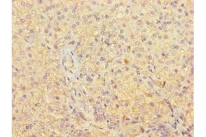 Immunohistochemistry of paraffin-embedded human adrenal gland tissue using ABIN7162111 at dilution of 1:100 (OLA1 anticorps  (AA 1-396))