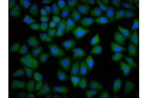 Immunofluorescence staining of Hela cells with ABIN7149364 at 1:133, counter-stained with DAPI.