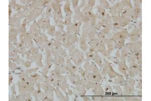 Image no. 4 for anti-Cytoglobin (CYGB) (AA 1-191) antibody (ABIN466266) (CYGB anticorps  (AA 1-191))