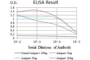 Image no. 5 for anti-Calcium/calmodulin-Dependent Protein Kinase IV (CAMK4) antibody (ABIN1491438) (CAMK4 anticorps)