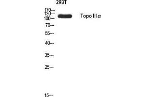 Western Blot (WB) analysis of 293T using Topo IIIalpha antibody. (TOP3A anticorps)