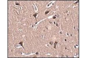 Immunohistochemistry of MIPU1 in human brain tissue with this product at 2. (ZNF667 anticorps  (N-Term))