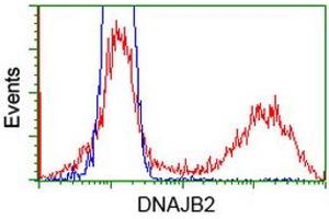 Image no. 4 for anti-DnaJ (Hsp40) Homolog, Subfamily B, Member 2 (DNAJB2) antibody (ABIN1497868) (DNAJB2 anticorps)